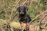 BEAUCERON - PUPPIES 387